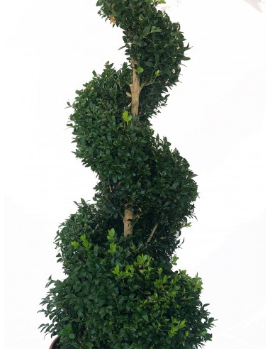 Buxus Elicoidale