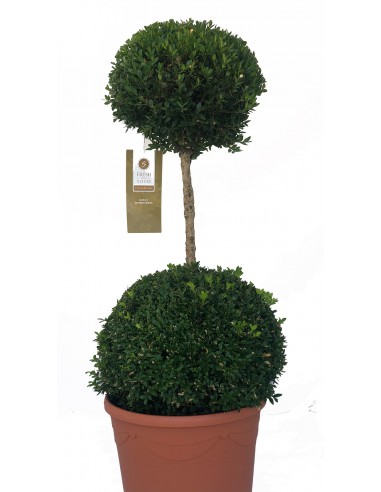 Pianta Buxus Doppia Sfera