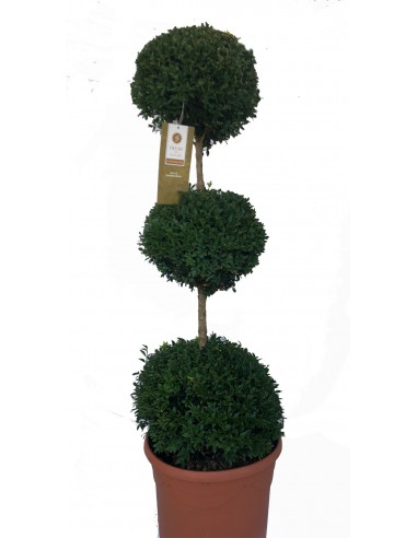 Pianta Buxus Tre Sfere