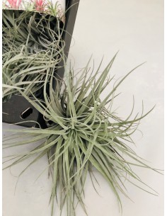 Tillandsia Mallemonti