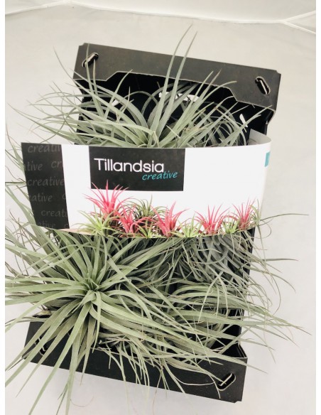 Tillandsia Tillandsia - Miscela di 10 - Piante aeree - Altezza 5-15cm -  FloraStore