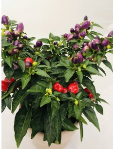Peperoncino Ornamentale