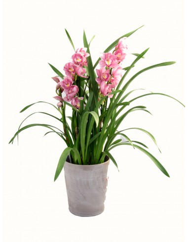 pianta di orchidea cymbidium