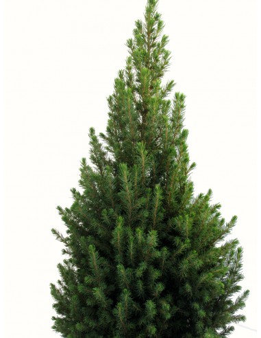 Picea Glauca conica