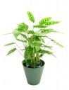 Calathea leopardina