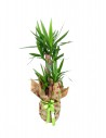 yucca