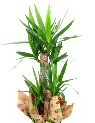 yucca pianta urban jungle