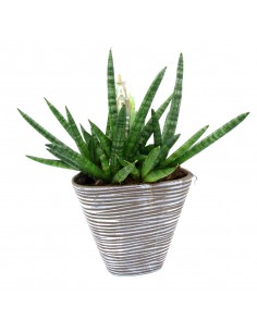 Sansevieria cylindrica skyline