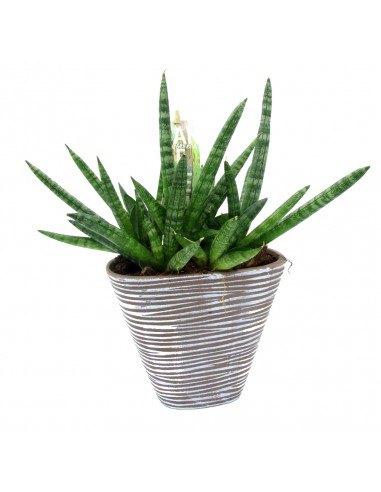 Sansevieria cylindrica skyline
