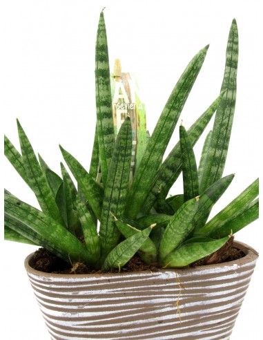 Sansevieria cylindrica skyline