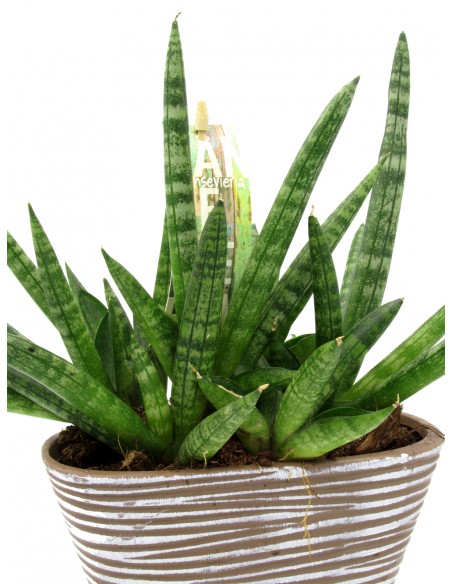 Sansevieria cylindrica skyline
