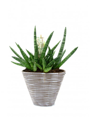 Sansevieria cylindrica skyline