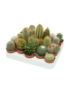 Cactus misti v.5.5