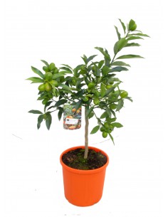 Pianta di Kumquat