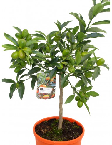 Pianta di Kumquat