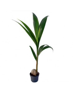 Cocos Nucifera