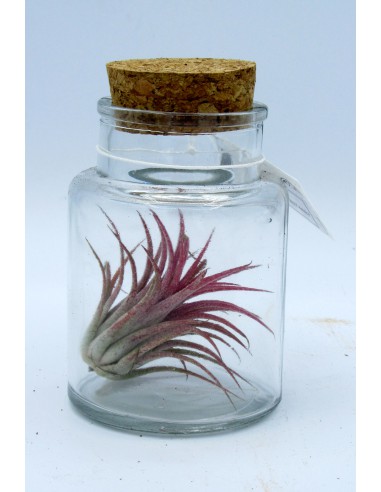 Tillandsia in vetro