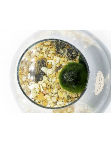 Marimo Alga palla Giapponese  vendita marimo online spedizione Napoli