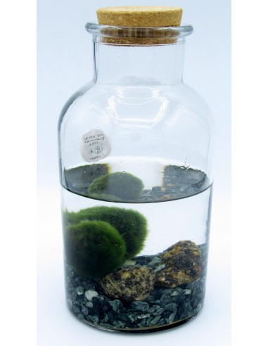 pianta decorativa Mettetele in qualsiasi contenitore con acqua e create il vostro speciale giardino acquatico. Alga Marimo a forma di sfera 6 pezzi Si tratta di vere alghe a forma di sfera