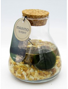 Marimo Alga Giapponese