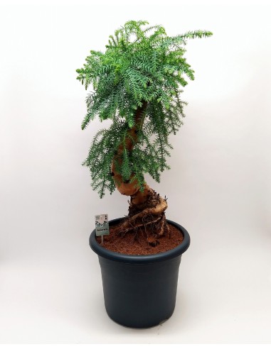 bonsai araucaria , bonsai importante