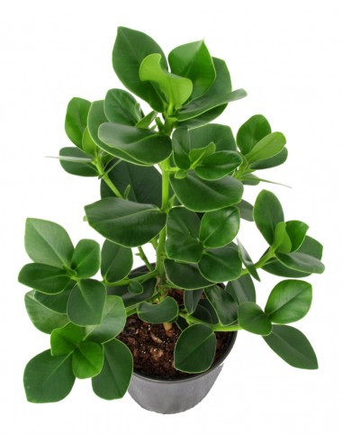 Clusia Rosea