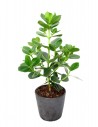clusia mangrovia