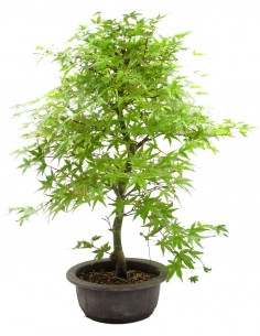 Bonsai -ACERO PALMATO BUTTERFLY-
