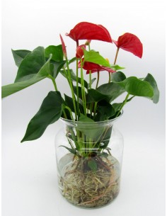 Pianta di Anthurium idroponica