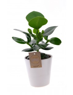 Pianta di Clusia Princess | vaso decor