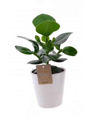 Pianta di Clusia Princess | vaso decor