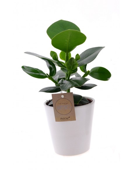 Pianta di Clusia Princess | vaso decor