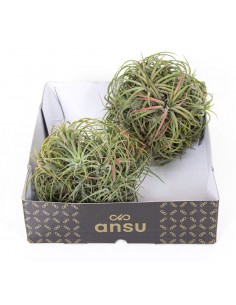 Pianta di Tillandsia Magic Ball