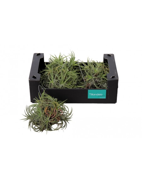 Pianta di Tillandsia Lonantha Rubra