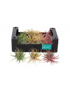 Baby Pianta di Tillandsia Lonantha mix