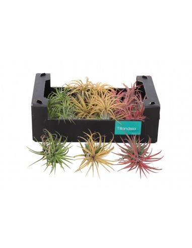 Baby Pianta di Tillandsia Ionantha mix