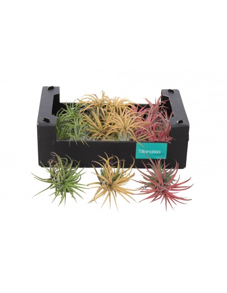 Baby Pianta di Tillandsia Lonantha mix
