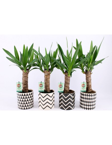 yucca elefant