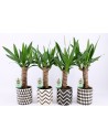 yucca elefant