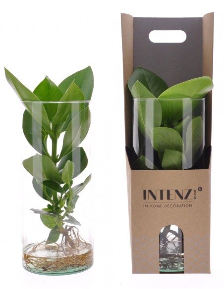 Clusia cilindro M