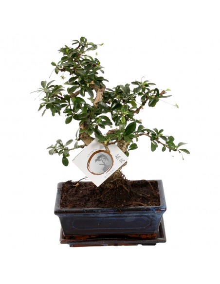 Bonsai di Carmona a S