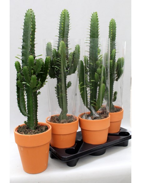 Euphorbia-Acrurensis