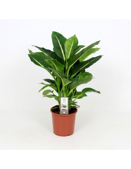 Dieffenbachia green magic