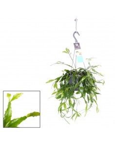 Rhipsalis Occidentalis