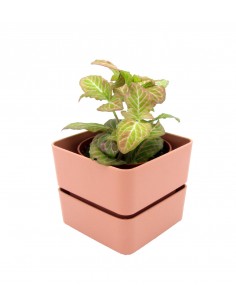 Vaso Veleta Old-Rose| Teraplast