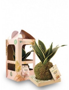 Sansevieria in Kokedama