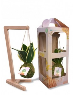 Sansevieria sospesa in Kokedama