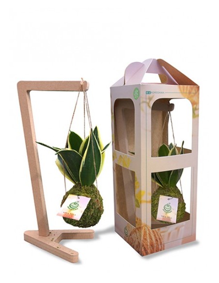 Sansevieria sospesa in Kokedama