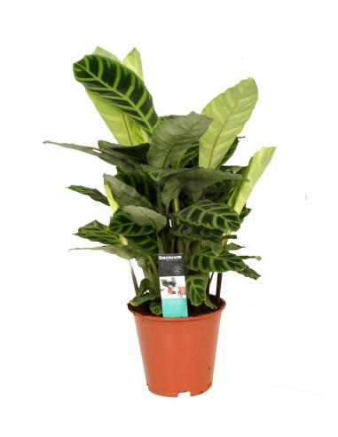 Calathea "Zebrina"