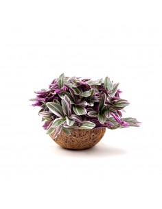 Tradescantia Nanouk in Noce di Cocco